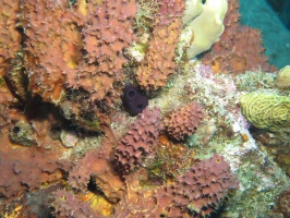 071 Reef Tunicate and Sponges IMG 5430